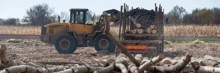 Subastas: La CHD adjudica en León 170.000 árboles por 9,57 millones de euros