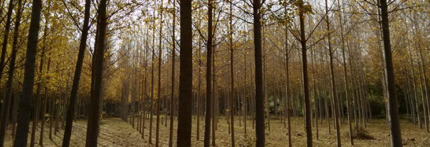 Fafcyle vende 29 lotes de madera de chopo en Zamora por más de 1.300.000 euros 