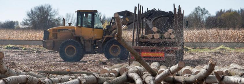 Subastas: La CHD adjudica en León 170.000 árboles por 9,57 millones de euros
